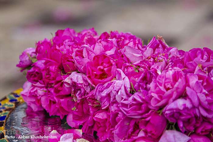 جشنواره گل و گلاب در شهرستان محلات